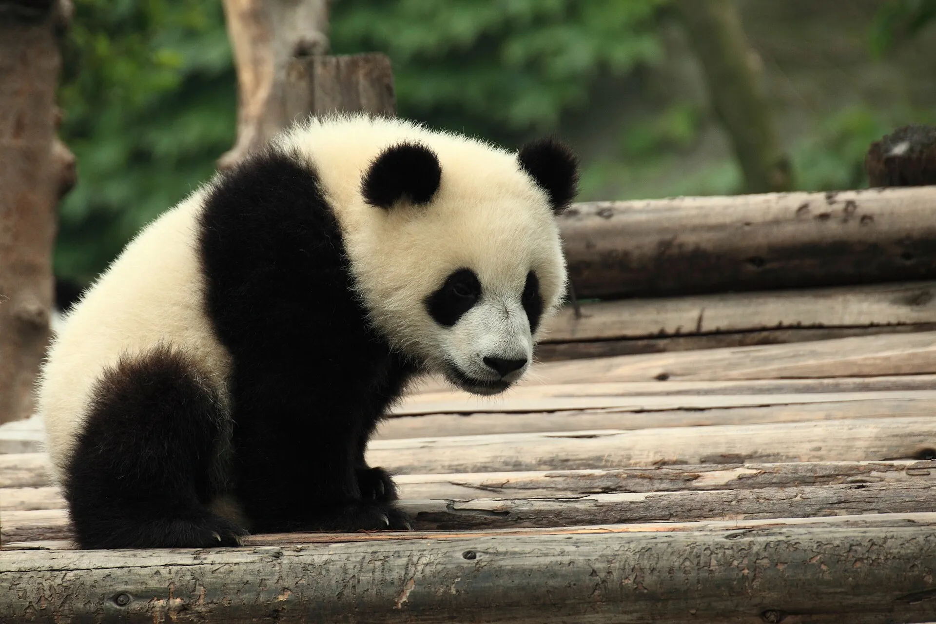 A giant panda cub resting on a wooden platform at the Chengdu breeding base
