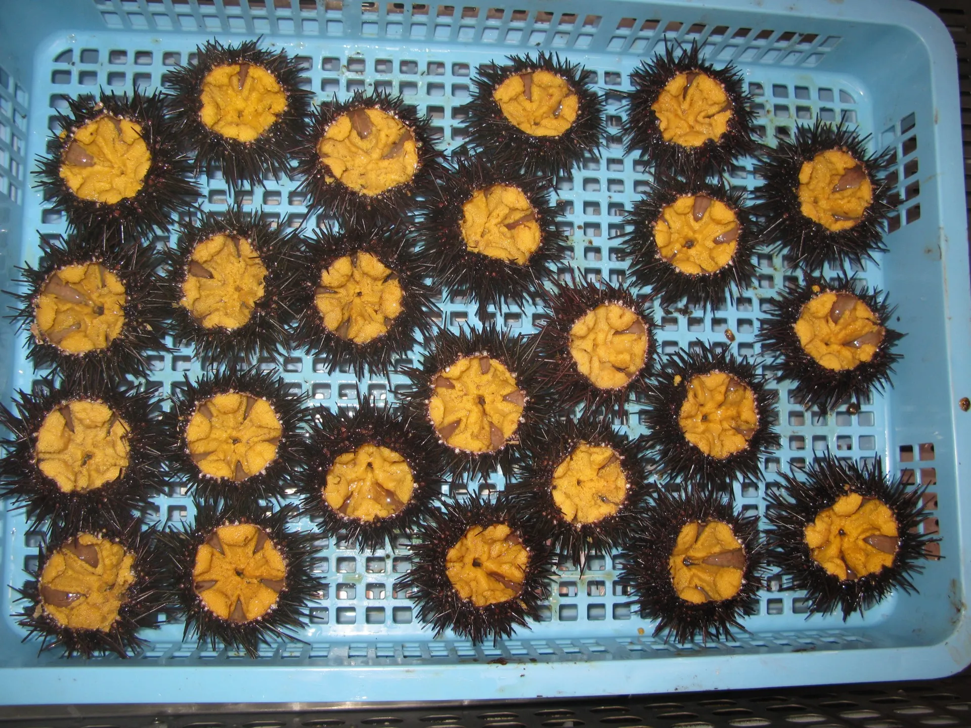 A market tray of sea urchins, each cracked open to show the bright golden roe inside