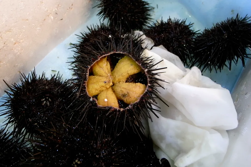 A fresh sea urchin split open to reveal a star of golden-orange roe, surrounded by spiny whole urchins